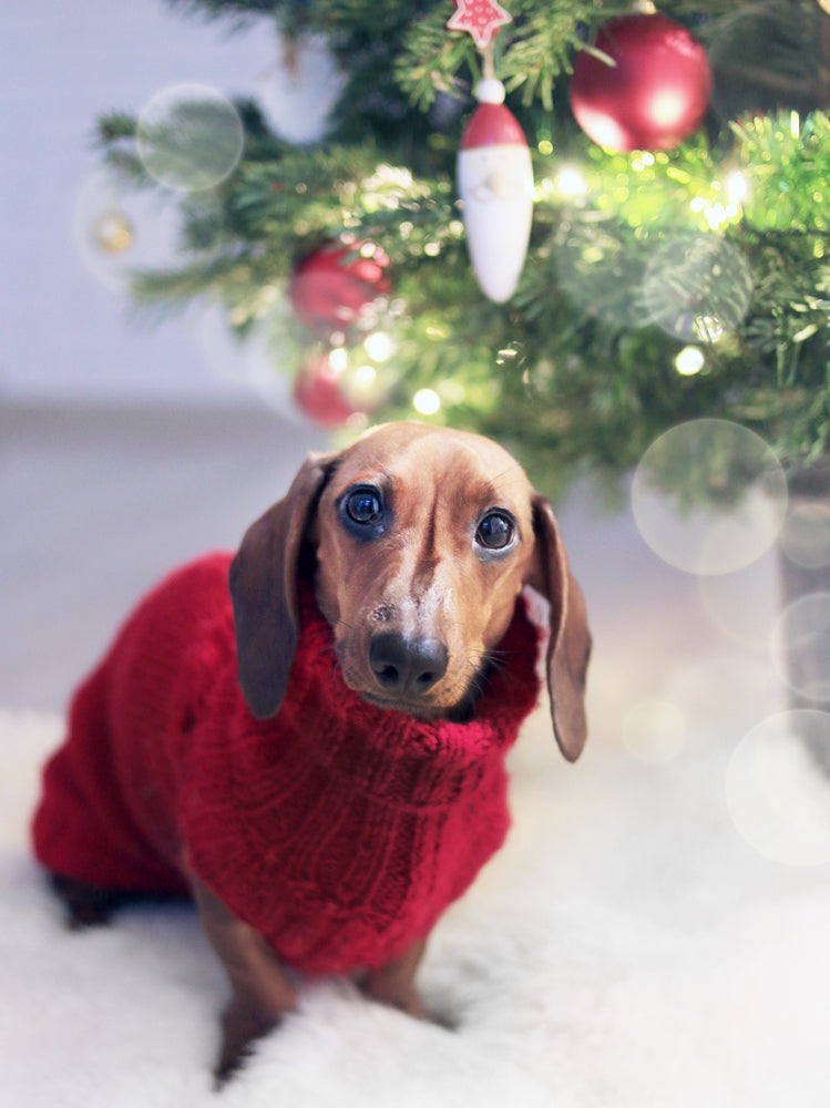 Christmas tips for Dogs