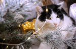 Christmas Trees and Cats